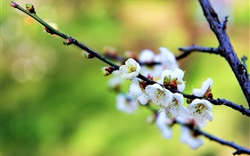 흰 꽃, 매화, 봄 HD 배경 화면