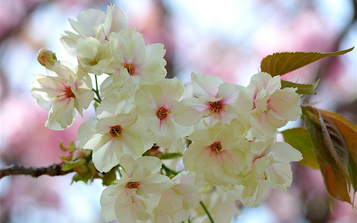 흰색 분홍색 꽃잎, 나뭇 가지, 꽃, 봄 배경 화면 그림