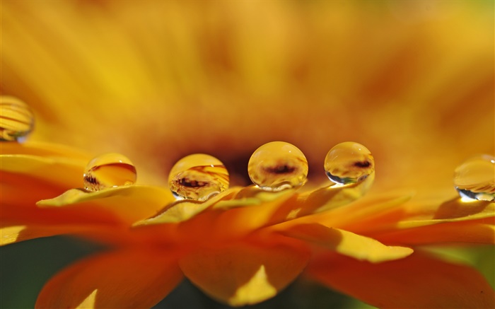 노란색 꽃 매크로, 꽃잎, 물 방울 배경 화면 그림