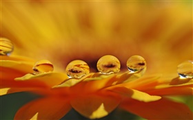 노란색 꽃 매크로, 꽃잎, 물 방울