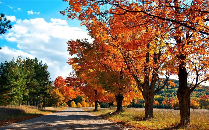 가을,도, 나무 배경 화면 그림