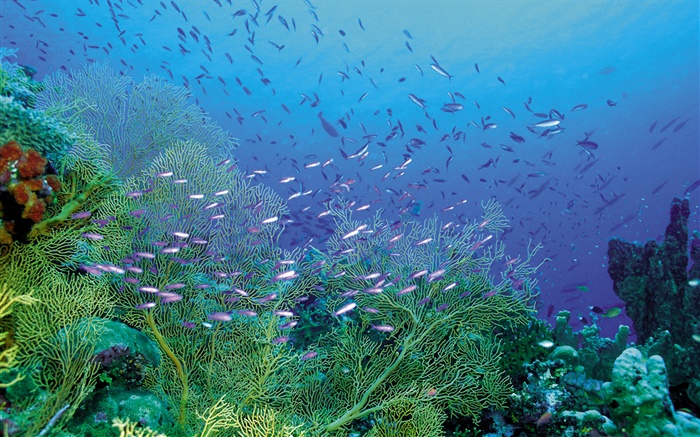 아름다운 해저, 식물과 물고기 배경 화면 그림