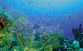 아름다운 해저, 식물과 물고기 HD 배경 화면