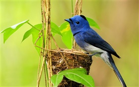 파랑 새, 둥지, 잎 HD 배경 화면