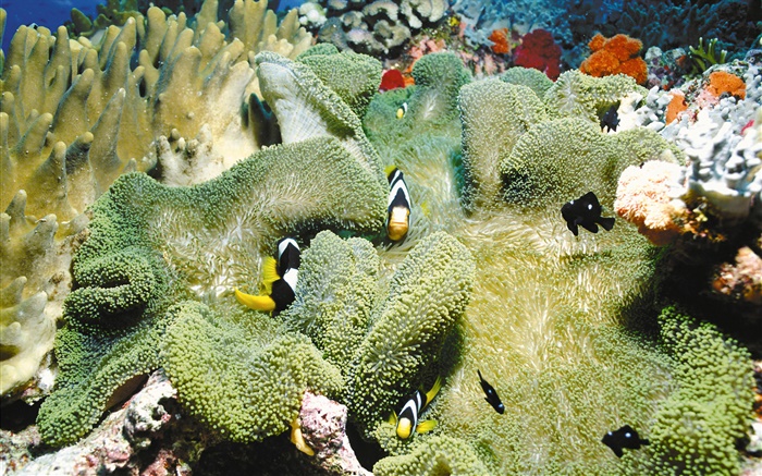 수중 산호, 광대 물고기, 배경 화면 그림