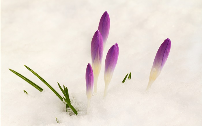크로커스, 눈, 자주색 꽃 배경 화면 그림