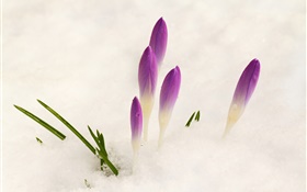 크로커스, 눈, 자주색 꽃