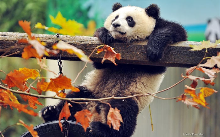 팬더 등반 트리, 노란색 단풍, 가을 배경 화면 그림