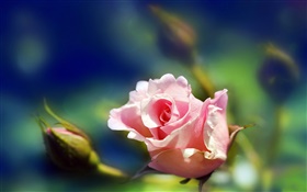 핑크 꽃 근접, 꽃 봉오리, 흐림 장미
