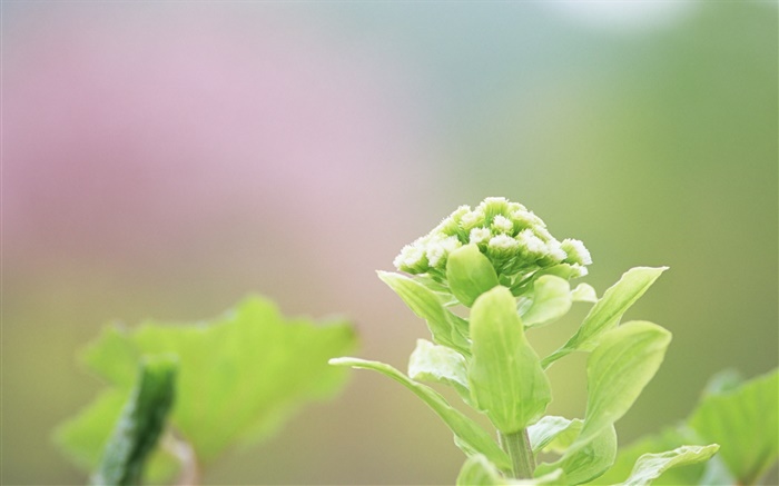 식물 근접 촬영, 녹색 꽃 배경 화면 그림