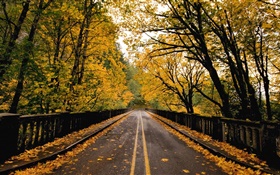 도로, 나무, 노란 단풍, 가을