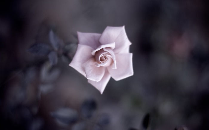 단일 핑크 장미, 꽃잎, 꽃 봉오리, 매크로 사진 배경 화면 그림