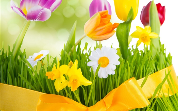 봄, 화려한 꽃, 튤립 배경 화면 그림