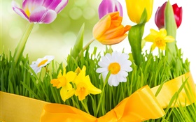 봄, 화려한 꽃, 튤립 HD 배경 화면