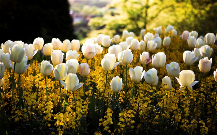 봄, 공원, 흰색 튤립 꽃, 노란색, 흐림, 태양 광선 배경 화면 그림