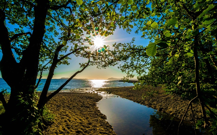 태양 광선, 나무, 호수 배경 화면 그림