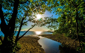 태양 광선, 나무, 호수 HD 배경 화면