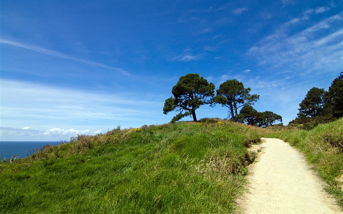 초록빛 언덕, 나무, 잔디, 코로만 델 반도, 뉴질랜드 배경 화면 그림