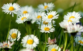 흰색 camomile 꽃 HD 배경 화면