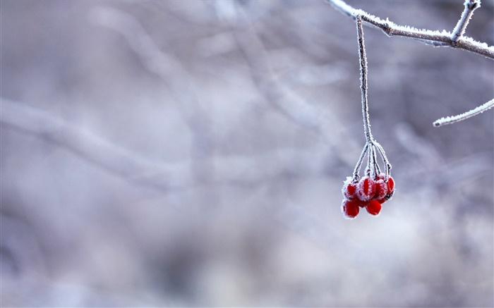겨울, 서리, 나뭇 가지, 붉은 열매, 나뭇잎 배경 화면 그림