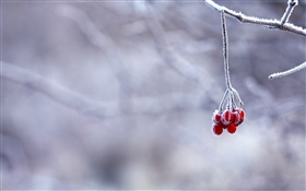 겨울, 서리, 나뭇 가지, 붉은 열매, 나뭇잎 HD 배경 화면