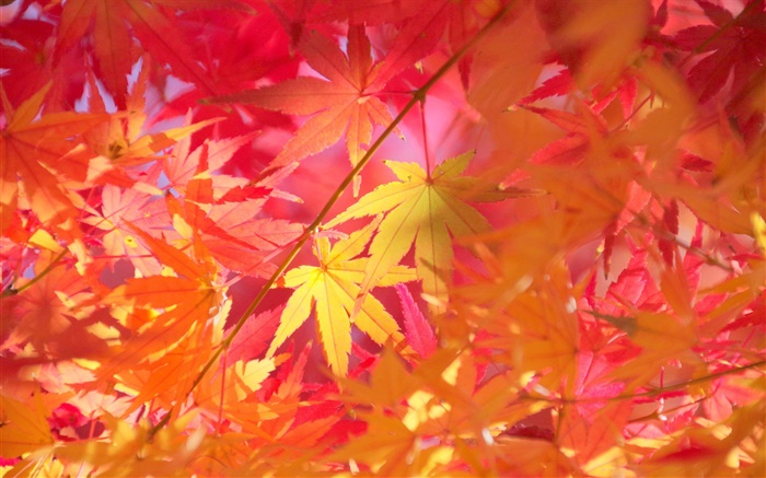 가을, 지점, 붉은 단풍, 단풍 나무 배경 화면 그림
