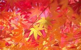 가을, 지점, 붉은 단풍, 단풍 나무 HD 배경 화면