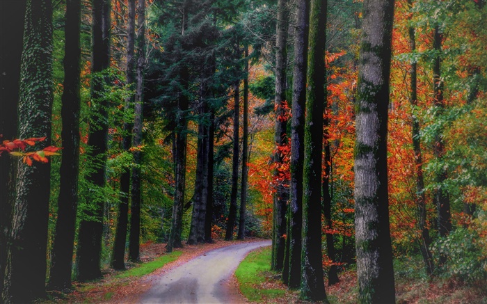 가을, 숲, 나무, 나뭇잎, 도로 배경 화면 그림