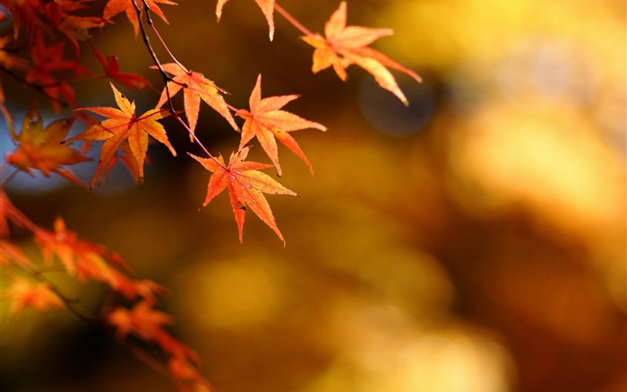 가을, 노란색 단풍, 단풍 나무, 초점, 나뭇잎 배경 화면 그림