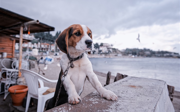 비글, 개, 산책로, 해변 배경 화면 그림