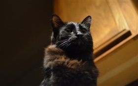 검은 고양이, 눈, 나뭇잎 HD 배경 화면