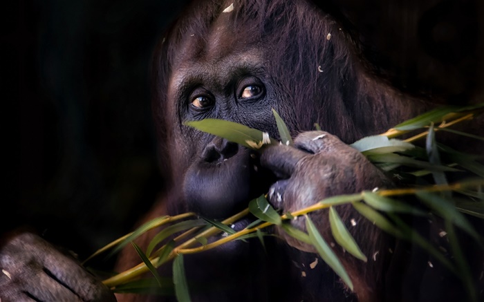 블랙 오랑우탄, 원숭이 배경 화면 그림
