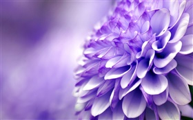 블루 보라색의 꽃, 국화, 매크로 사진 HD 배경 화면