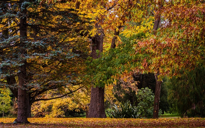 크라이스트 처치, 뉴질랜드, 공원, 나무, 나뭇잎, 가을 배경 화면 그림