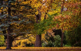 크라이스트 처치, 뉴질랜드, 공원, 나무, 나뭇잎, 가을