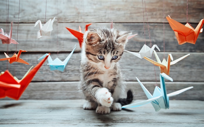 귀여운 새끼 고양이, 다채로운 종이 새 배경 화면 그림