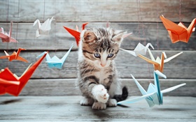 귀여운 새끼 고양이, 다채로운 종이 새