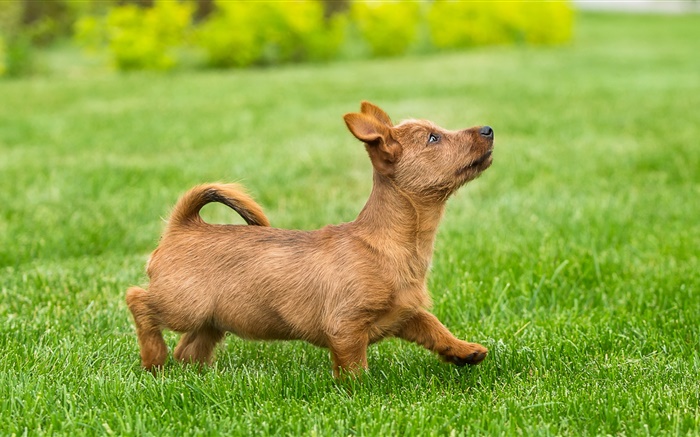귀여운 강아지, 테리어, 잔디, 잔디 배경 화면 그림