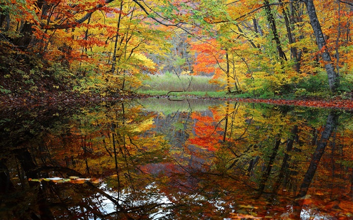 숲, 호수, 나무, 가을 배경 화면 그림