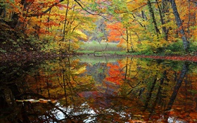 숲, 호수, 나무, 가을