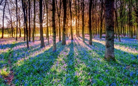 숲, 나무,에 bluebells, 꽃, 태양 광선 HD 배경 화면