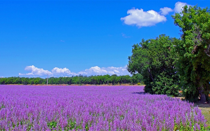프랑스, 라벤더 꽃, 필드, 나무, 푸른 하늘 배경 화면 그림