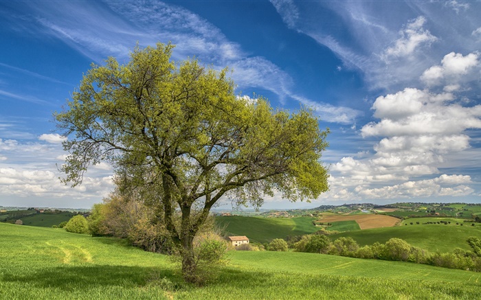 이탈리아, 자연 풍경, 언덕, 필드, 집, 나무, 봄 배경 화면 그림