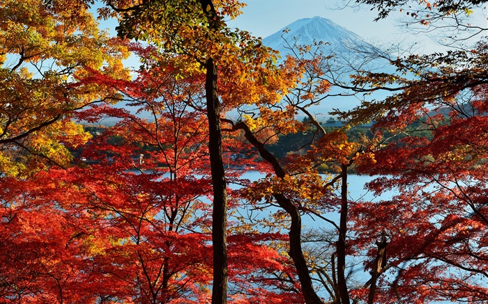 일본 자연 풍경, 가을, 나무, 단풍, 후지 마운트 배경 화면 그림