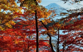 일본 자연 풍경, 가을, 나무, 단풍, 후지 마운트