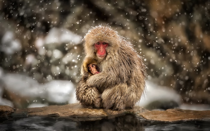일본어 짧은 꼬리 원숭이, 원숭이, 겨울, 눈, 엄마와 아기 배경 화면 그림