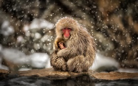 일본어 짧은 꼬리 원숭이, 원숭이, 겨울, 눈, 엄마와 아기 HD 배경 화면