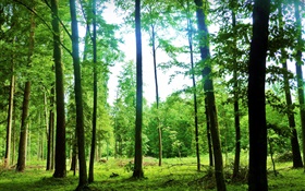 자연 풍경, 여름, 숲, 나무, 녹색, 눈부심 HD 배경 화면