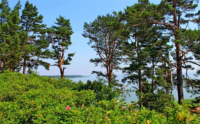 NIDA, 리투아니아, 해변, 소나무, 바다, 푸른 하늘 배경 화면 그림