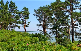 NIDA, 리투아니아, 해변, 소나무, 바다, 푸른 하늘 HD 배경 화면